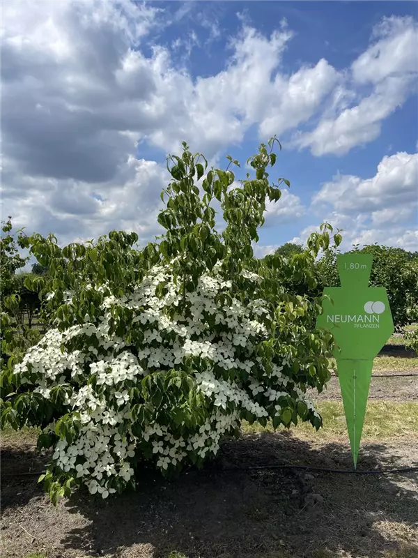 Cornus kousa chinensis