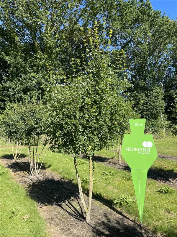 Acer monspessulanum