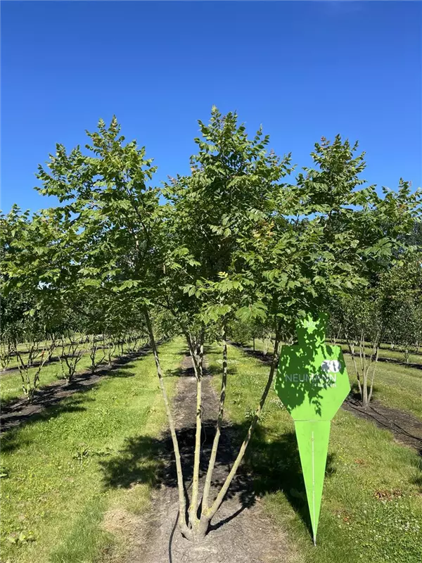 Koelreuteria paniculata