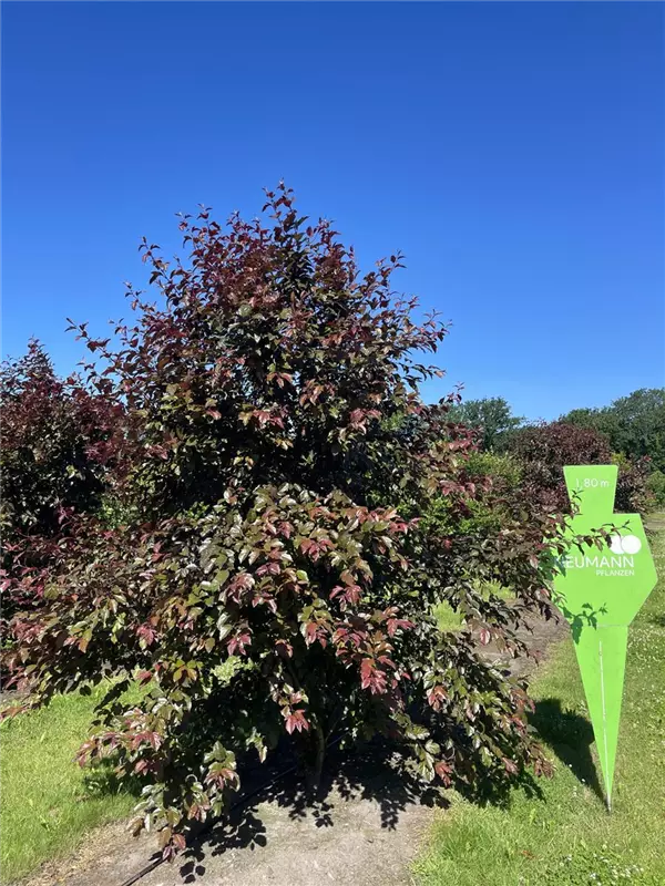 Malus 'Scarlet'