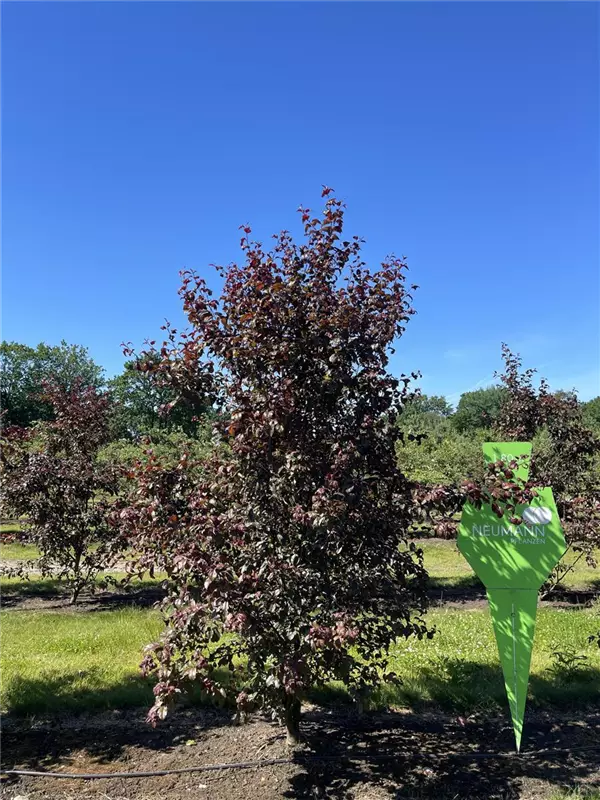 Malus 'Scarlet'