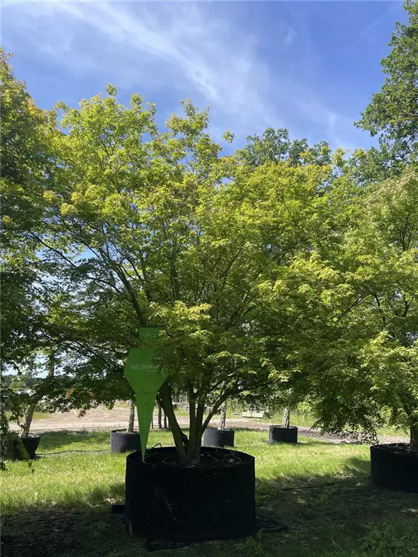 Acer palmatum