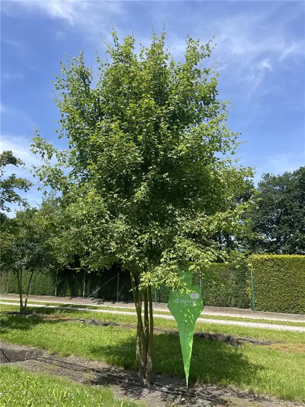 Acer campestre