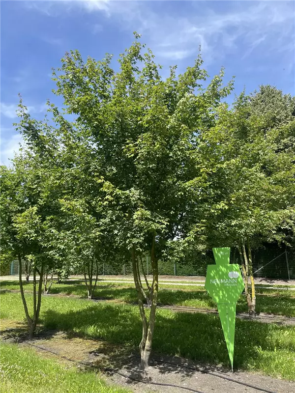 Acer campestre