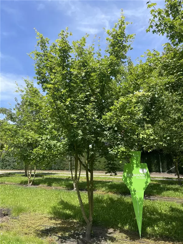 Acer campestre