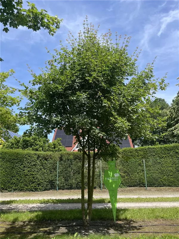 Acer campestre