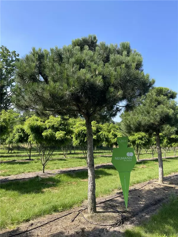 Pinus nigra ssp.nigra
