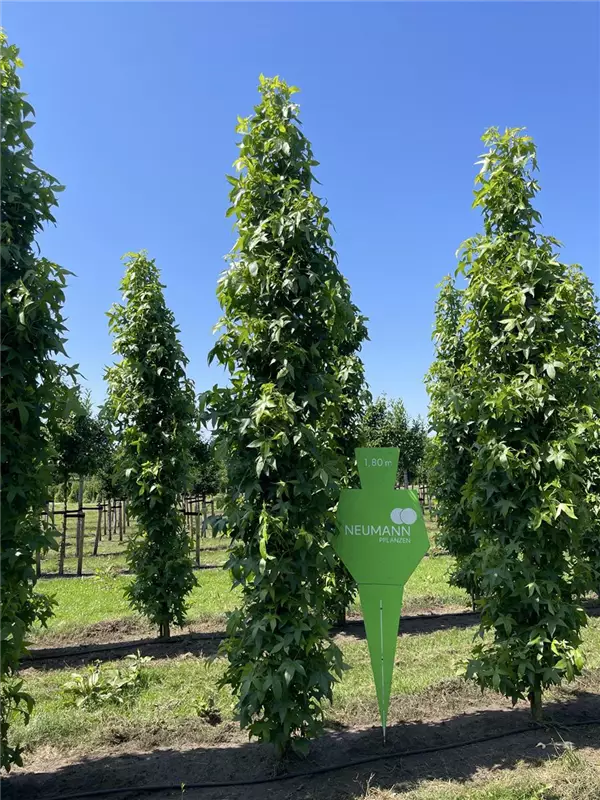 Liquidambar styracifl.'Slender Silhouette'