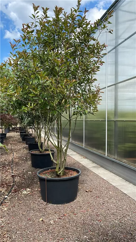 Photinia fraseri 'Red Robin'