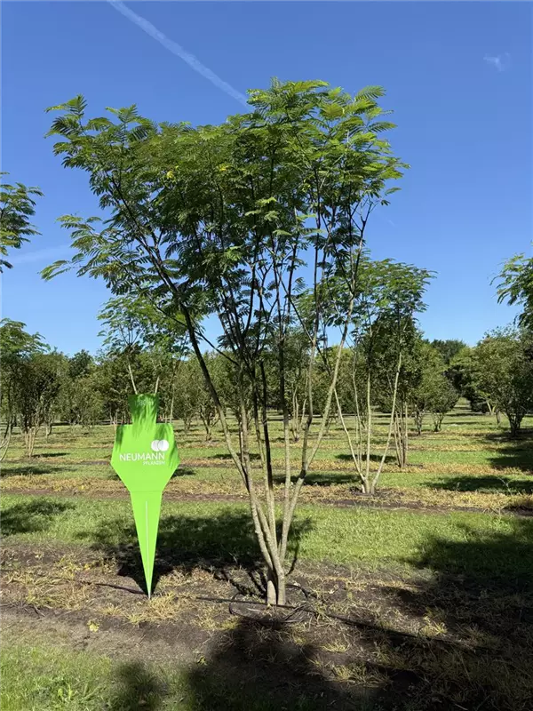 Albizia julibrissin 'Ombrella'