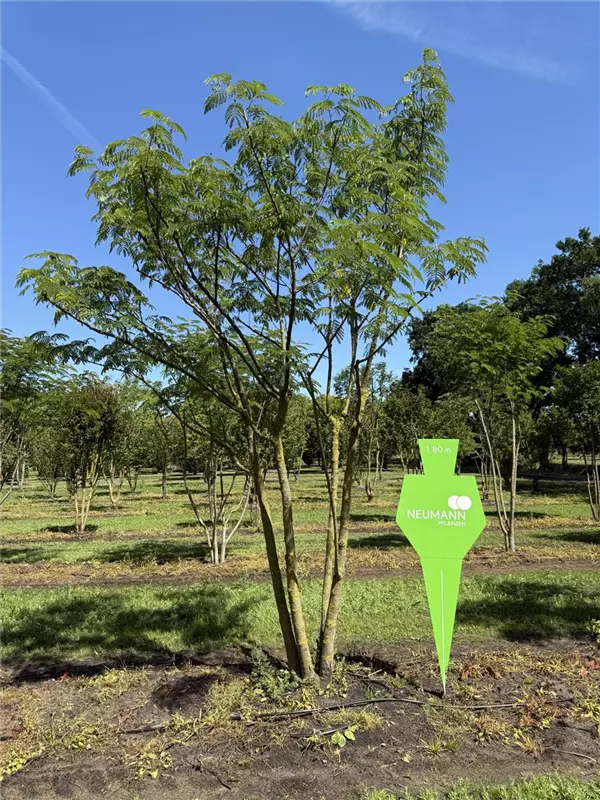Albizia julibrissin 'Ombrella'
