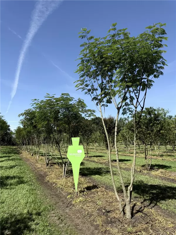 Albizia julibrissin 'Ombrella'
