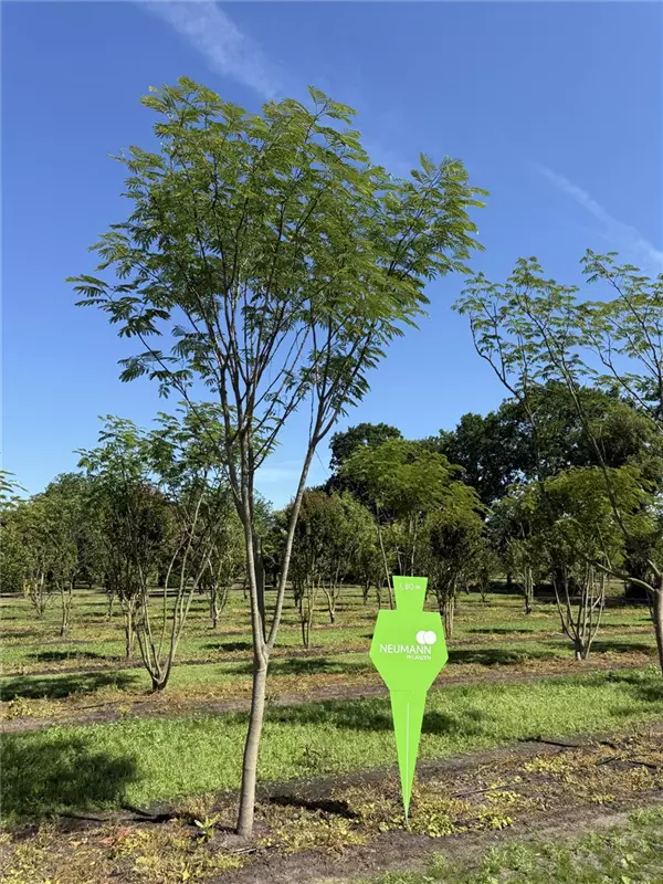 Albizia julibrissin 'Ombrella'