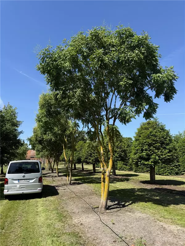Koelreuteria paniculata