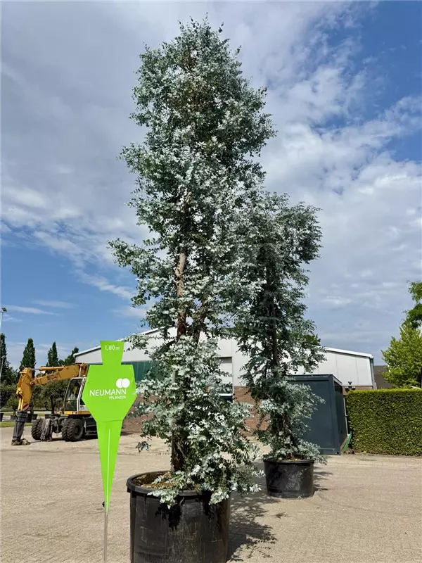 Eucalyptus gunnii