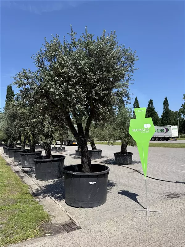 Quercus ilex 'Rotundifolia'