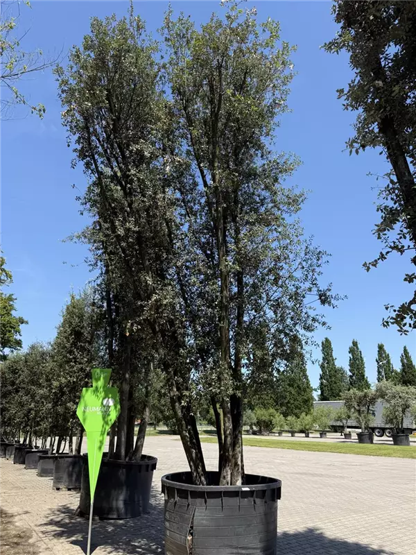 Quercus ilex