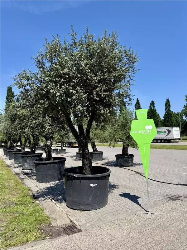Quercus ilex 'Rotundifolia'