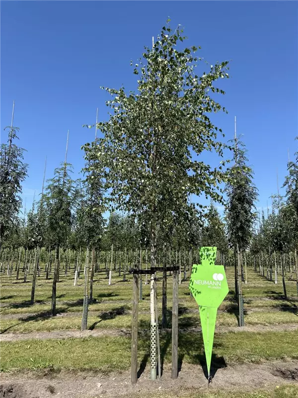Betula pendula