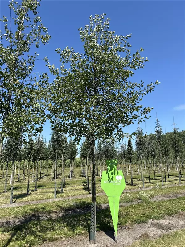 Alnus glutinosa