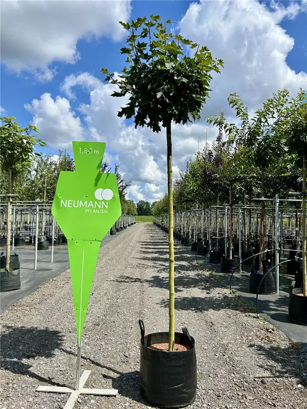 Acer platanoides 'Globosum'