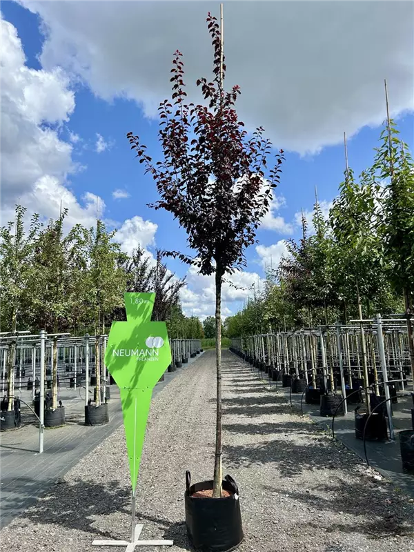 Prunus cerasifera 'Nigra'