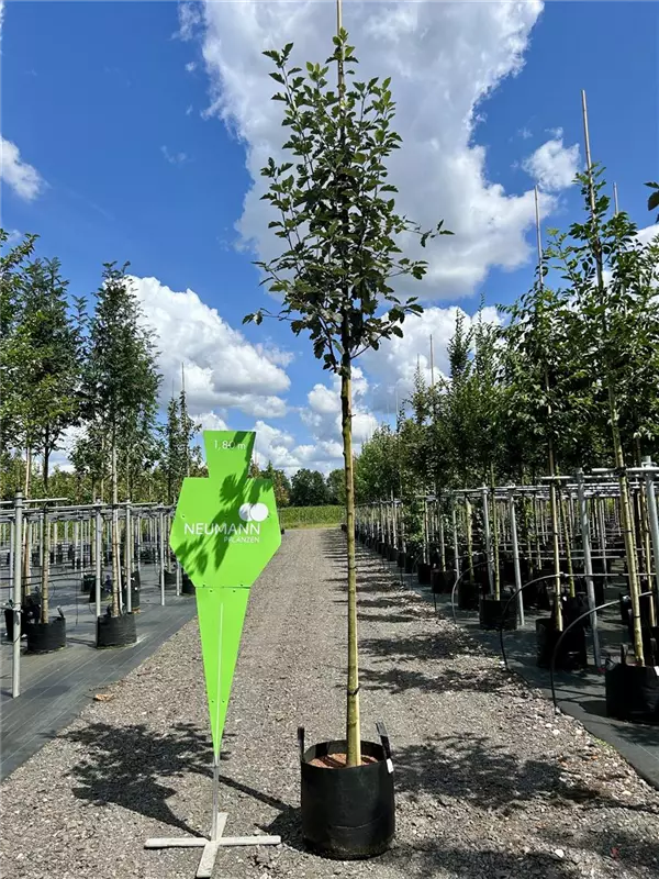 Sorbus intermedia 'Brouwers'