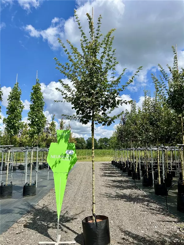 Acer campestre 'Elsrijk'