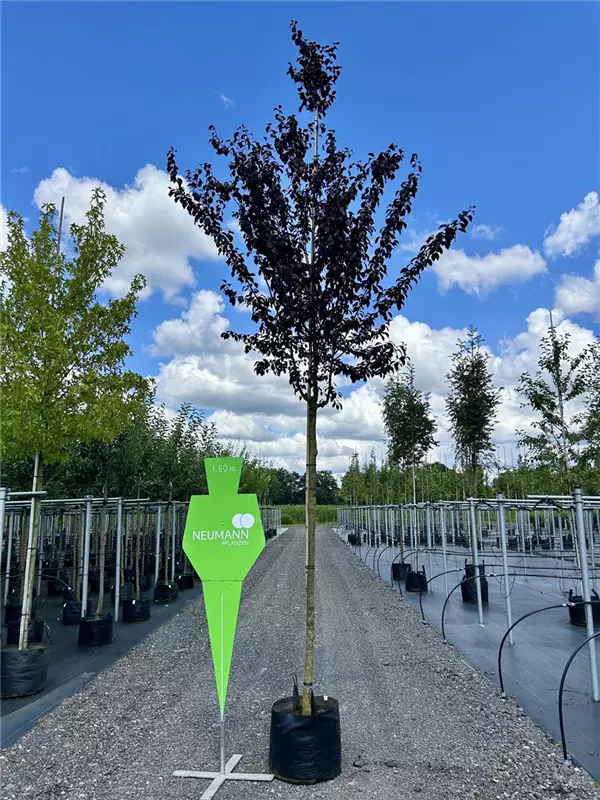 Acer platanoides 'Royal Red'