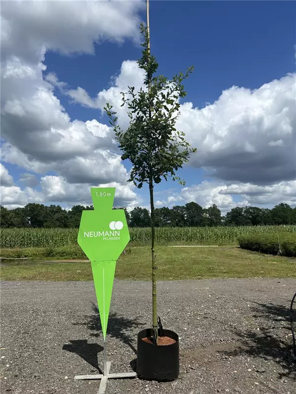Quercus robur