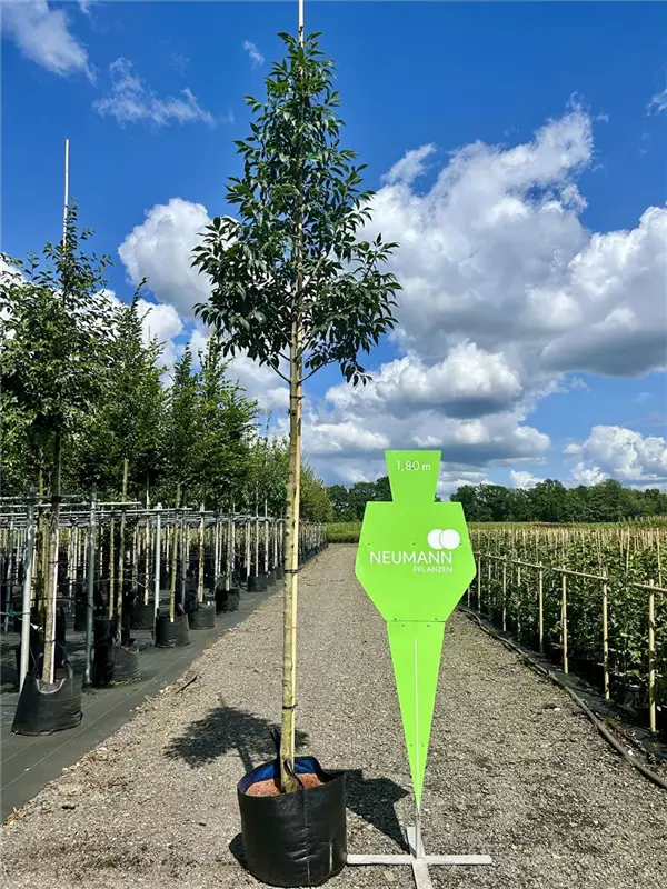 Fraxinus ornus