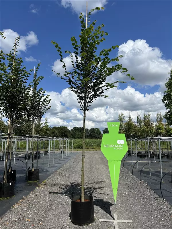 Tilia cordata 'Rancho'