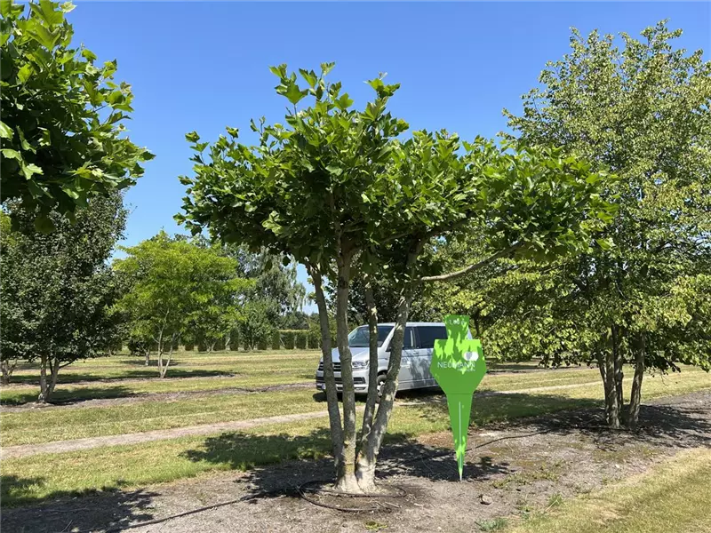 Platanus hispanica