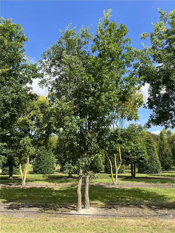 Quercus pubescens