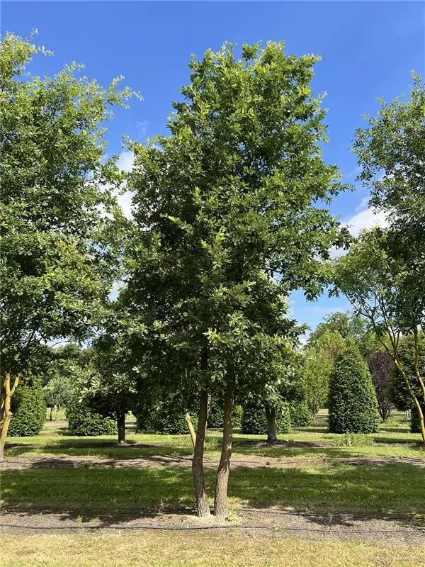Quercus pubescens