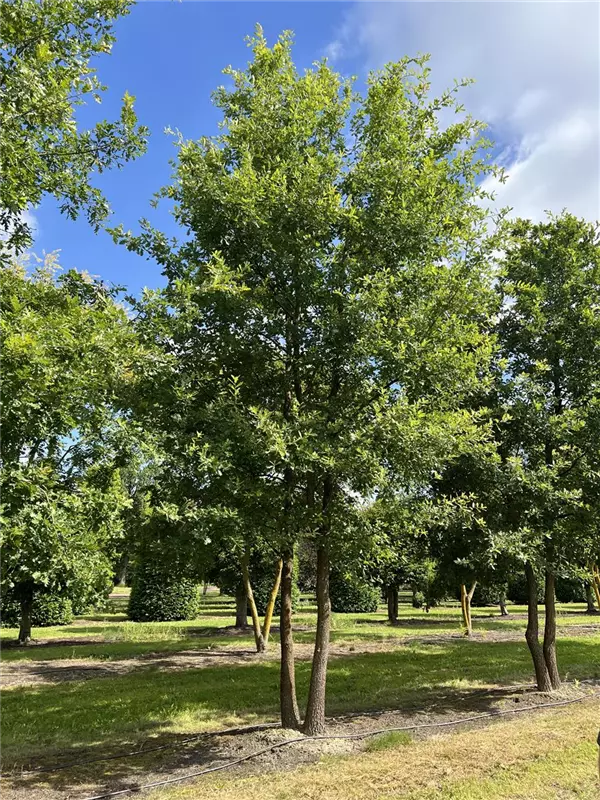 Quercus pubescens