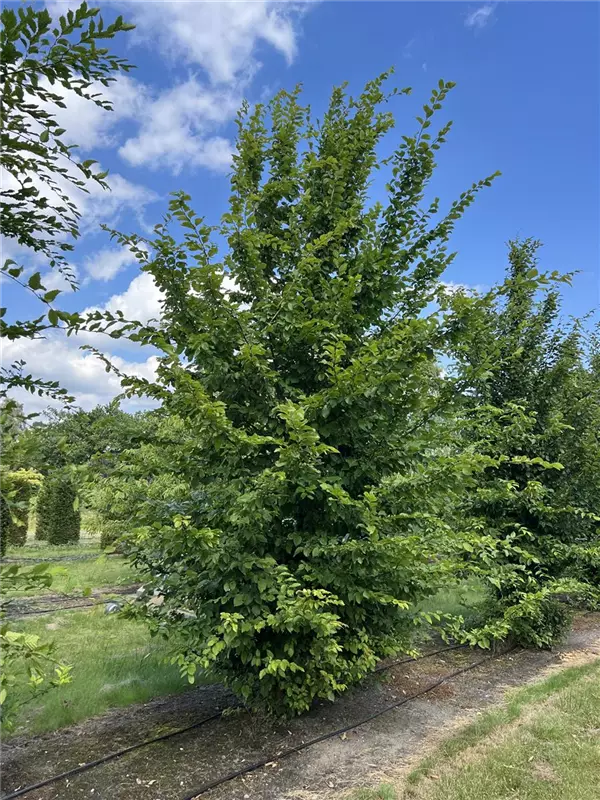 Carpinus betulus