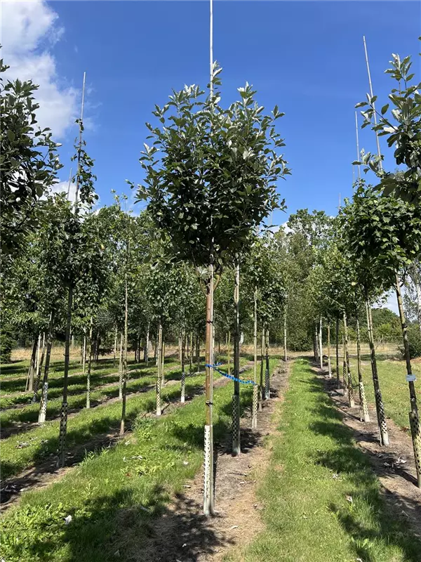 Sorbus aria 'Magnifica'