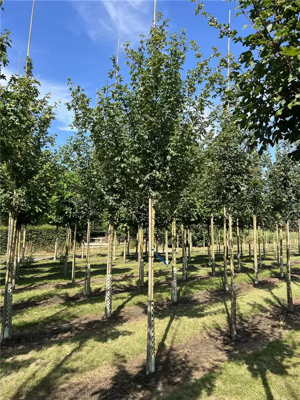 Acer campestre