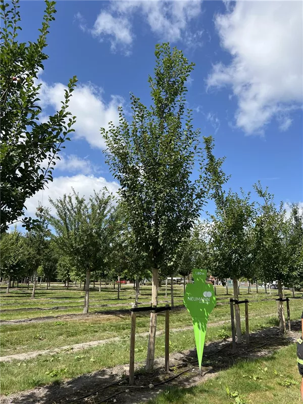 Prunus ital.'Graf Althans Renekl.' CAC