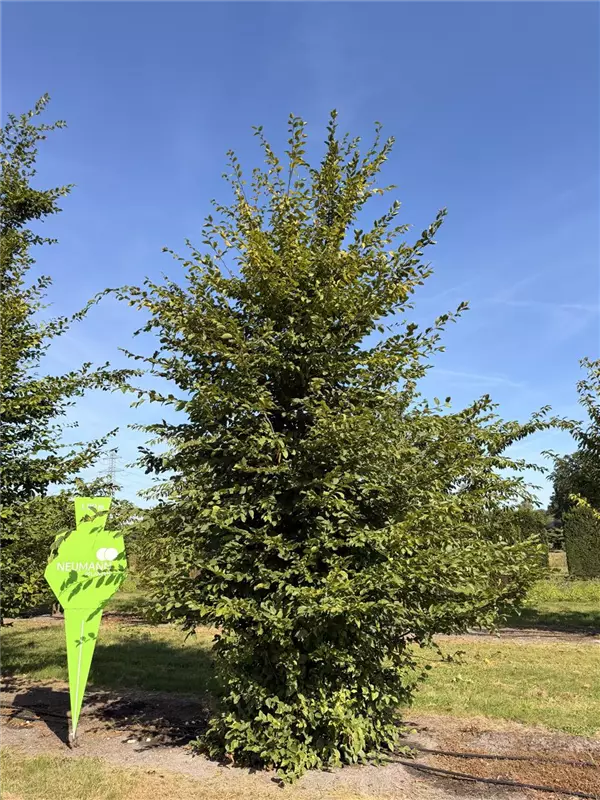 Carpinus betulus