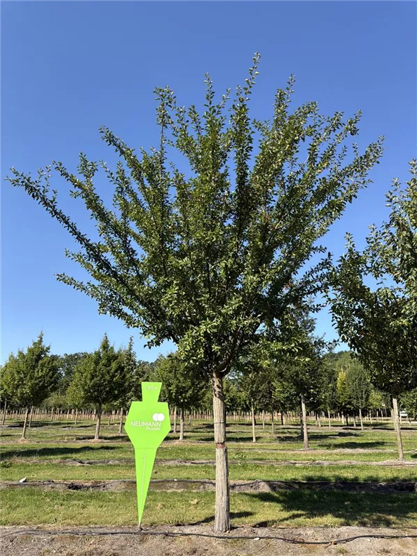 Prunus syr.'Von Nancy' CAC