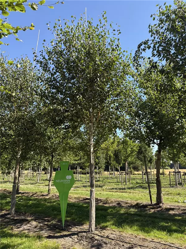 Betula jacquemontii
