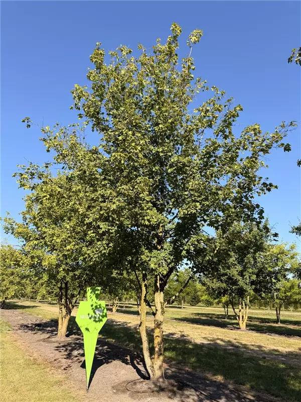 Acer campestre