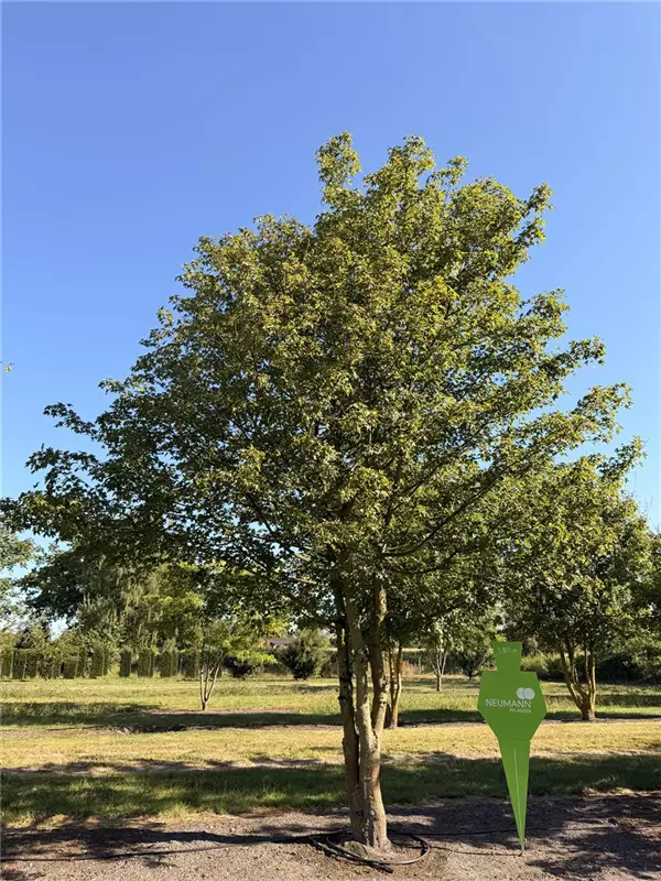 Acer campestre