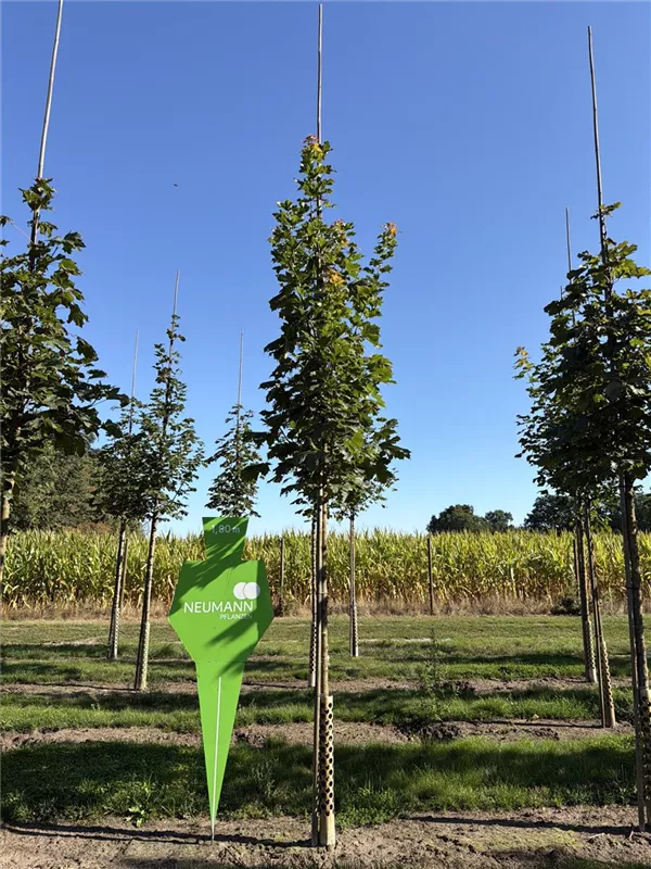 Acer platanoides 'Columnare'