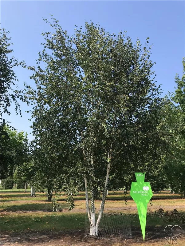 Betula jacquemontii