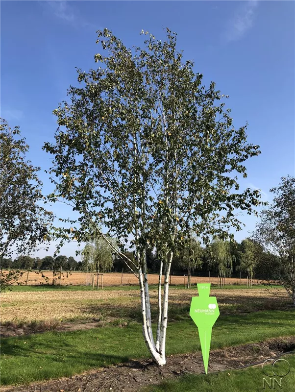 Betula jacquemontii