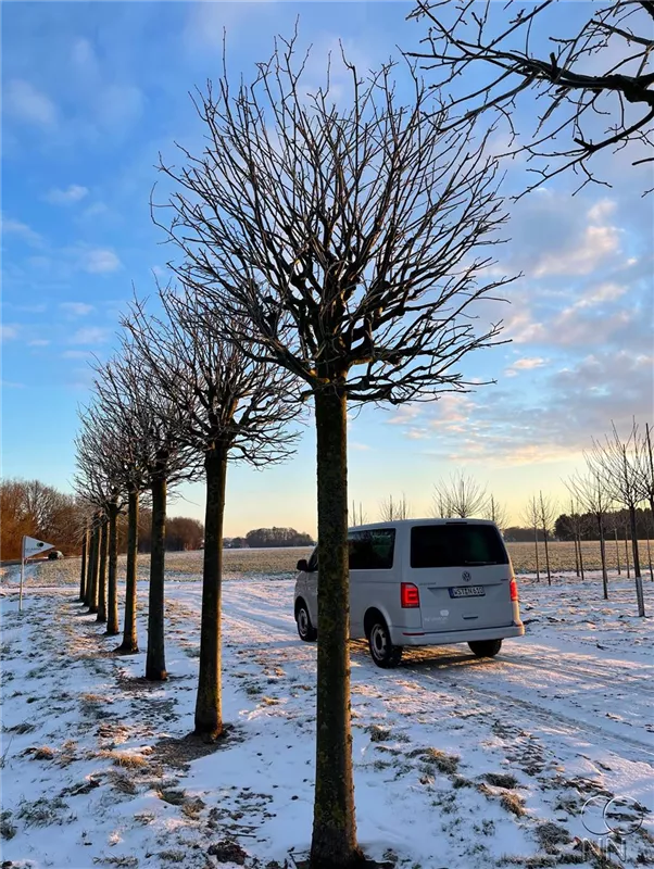 Tilia tomentosa 'Brabant'