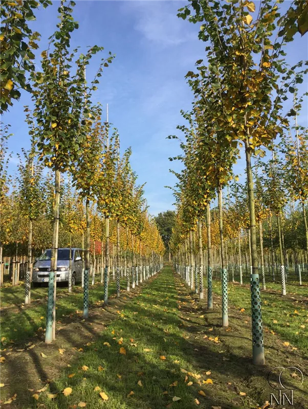 Tilia cordata 'Rancho'